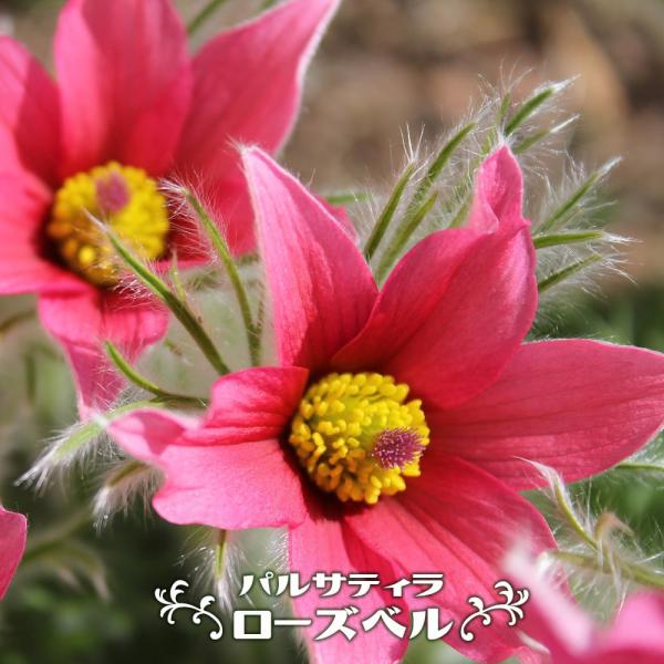 パルサティラ （ 西洋オキナグサ ） ローズベル 3号ポット苗 宿根草