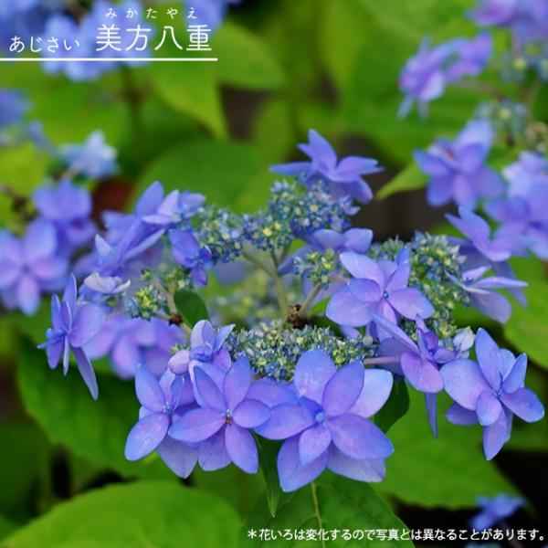 hanahirobaonline_kusa-s606
