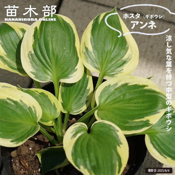 ホスタ（ギボウシ）斑入り　3株 楽天市場】【期間限定P5倍＆MAX10％OFFクーポン】ギボウシ