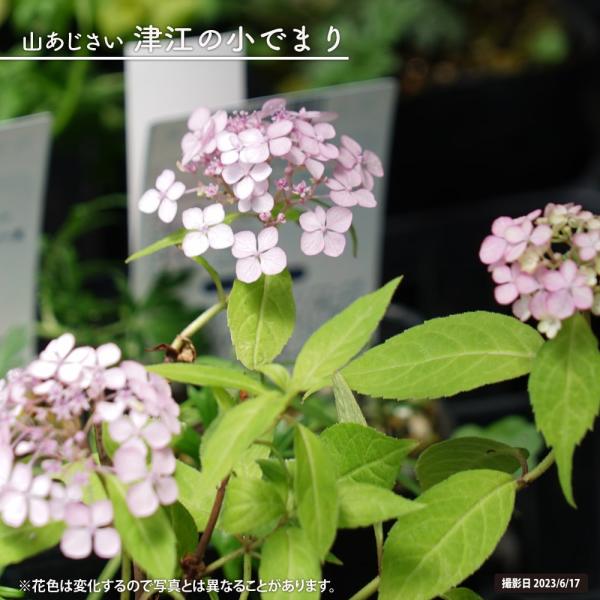 hanahirobaonline_kusa-s664