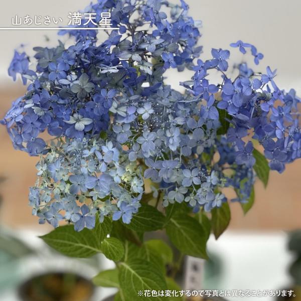 hanahirobaonline_kusa-s670