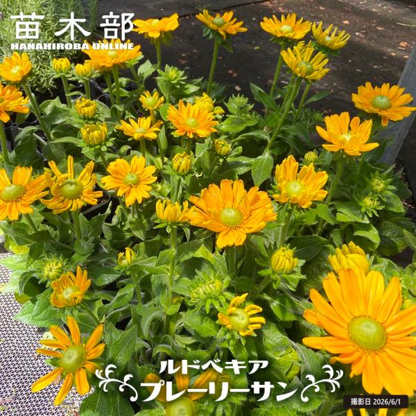 hanahirobaonline_kusa-s672