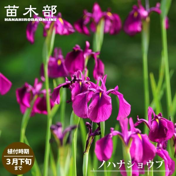 ●品種の特徴「ノハナショウブ」は園芸種であるハナショウブの原種です。アヤメの仲間なのに「ショウブ」と名前がつくのが紛らわしいですが、葉の形がショウブの形に似ていることから付けられたようです。ハナショウブもノハナショウブもどちらもアヤメ科です...