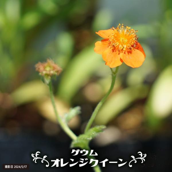 ゲウム オレンジクイーン 3号ポット苗 爆買いweek : 苗木部 花ひろば