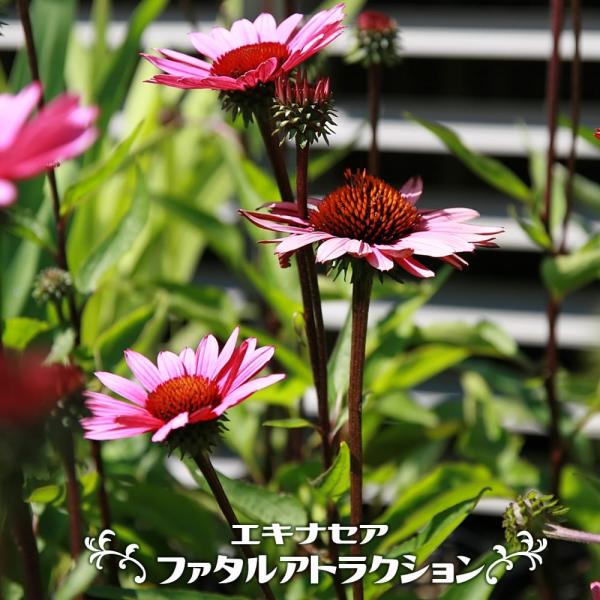 hanahirobaonline_kusa-s706