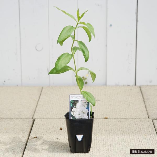 宿根草 フロックス ホワイトアドミラル 3号ポット苗 予約販売4〜5月頃