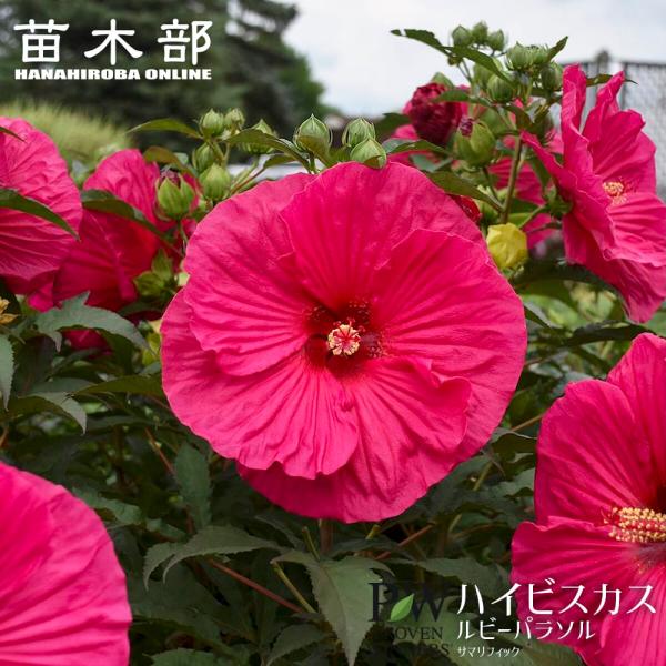 ハイビスカス サマリフィック ルビーパラソル 3.5号ポット苗（PW) 予約販売9月下〜11月下旬頃入荷予定