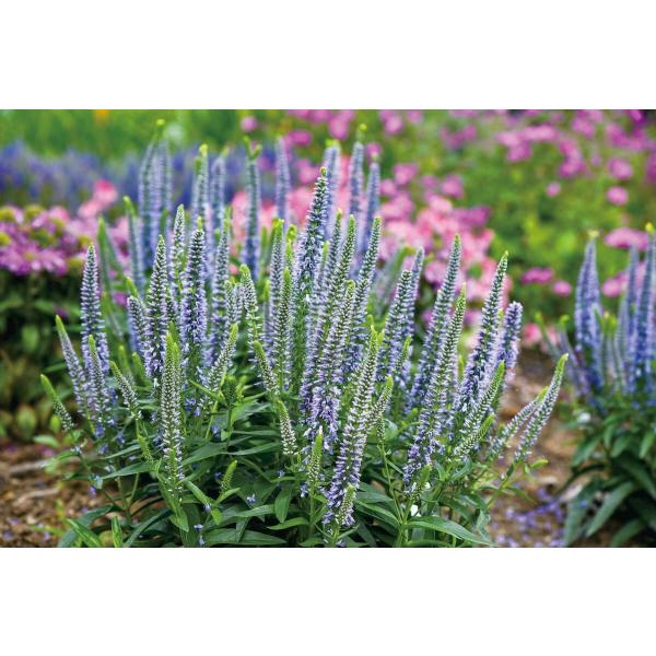 ベロニカ ウィザーディング エバーアフター 3.5号ポット苗（PW) : 苗木