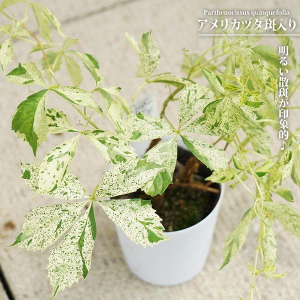 ●品種の特徴斑入りアメリカヅタは通常のナツヅタの葉に美しい斑が入る品種です。葉色と葉の形が爽やかな感じで涼し気です。斑の入り方は個体差や季節差があります。涼し気な斑入り葉は芽吹き後に徐々に鮮やかになっていきます。花は小さく目立ちません。また...