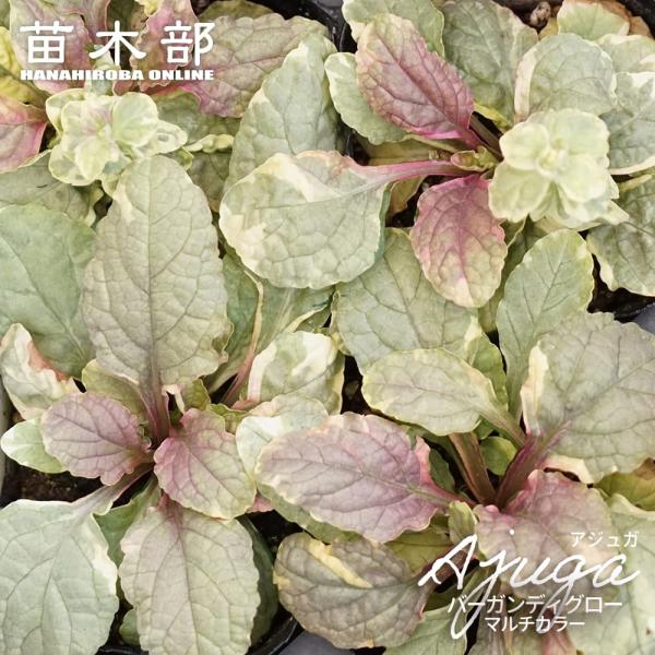 ●品種の特徴バーガンディグローは葉にピンクと白の斑が入るアジュガの代表的な品種です。「マルチカラー」や「トリカラー」という名前でも流通しています。葉はクリーム色の斑入りで可愛らしく、またその中で、赤味を帯びた新芽が緑と白の景色にそっと色を足...