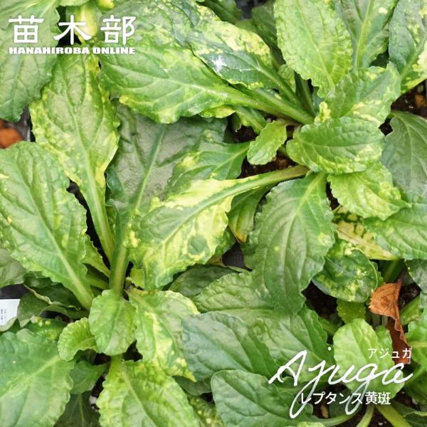 ●品種の特徴鮮やかな緑色の葉に不規則に黄色の散斑が入る斑入りアジュガ。春から初夏にかけて花穂が立ち上がるアジュガ。日陰にも強く、グランドカバーにおすすめ。花だけでなく、葉色のバリエーションも豊富でカラーリーフとして活躍できます。ほふく茎でマ...