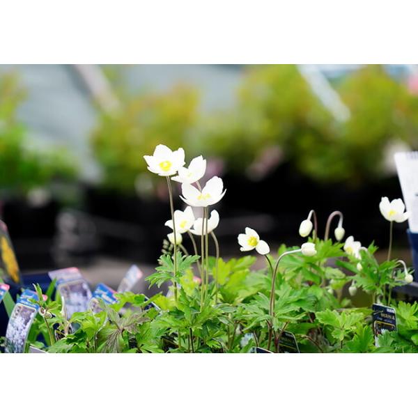 アネモネ バイカイチゲ シルベストリス ポット苗 宿根草 Buyee Buyee Japanese Proxy Service Buy From Japan Bot Online