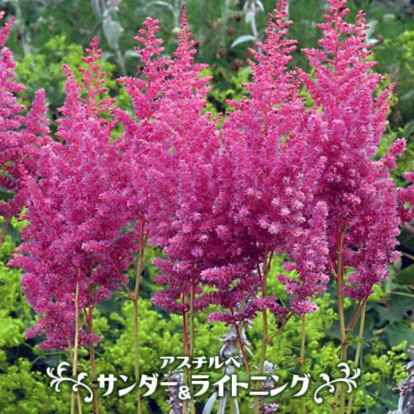 苗 アスチルベ 農業資材 ガーデニング用品の人気商品 通販 価格比較 価格 Com