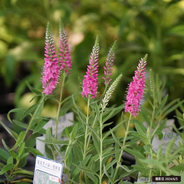 hanahirobaonline_kusabana-bero