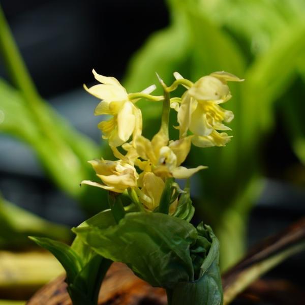 山野草 エビネ 苗 タカネエビネ （ 高嶺海老根 ） 宿根草 : 苗木部 花