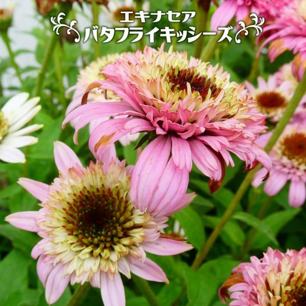 エキナセア バタフライキッシーズ 4号ポット苗 : 苗木部 花ひろば