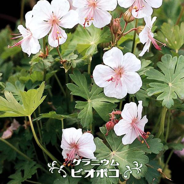 hanahirobaonline_kusabana-gera