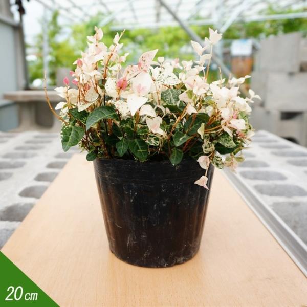 ハツユキカズラポット苗宿根草苗日陰 Buyee 日本代购平台 产品购物网站大全 Buyee一站式代购bot Online