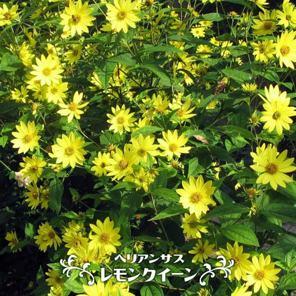 hanahirobaonline_kusabana-