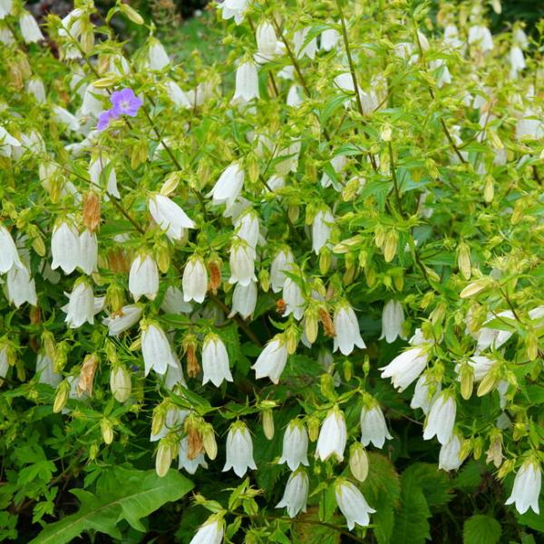 カンパニュラ 竹島 白 ポット苗 予約販売10月中旬頃入荷予定 Kusabana Kanpa Takesima 苗木部 花ひろばオンライン 通販 Yahoo ショッピング