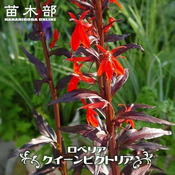 苗 ロベリアの人気商品 通販 価格比較 価格 Com