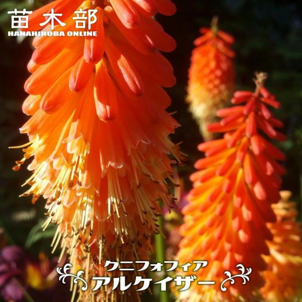 hanahirobaonline_kusabana-