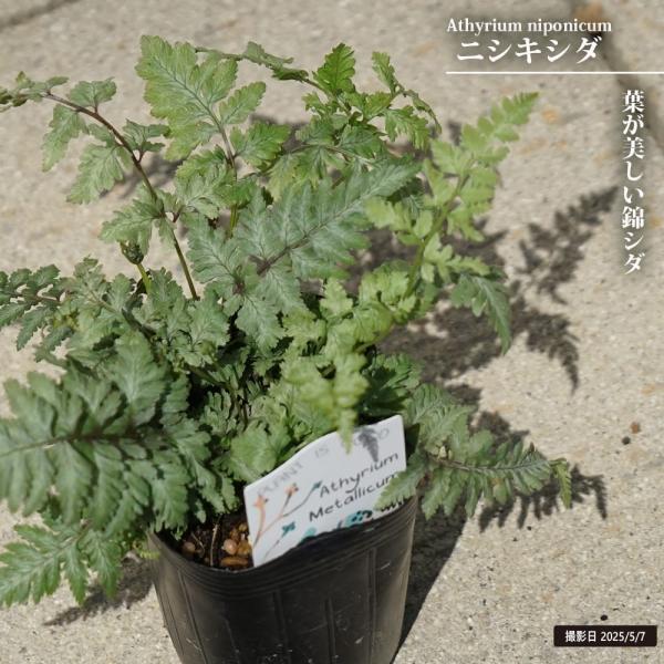 ご確認用　ニシキシダ苗 hanahirobaonline_kusabana-nishiki