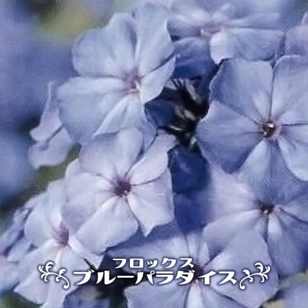 hanahirobaonline_kusabana-
