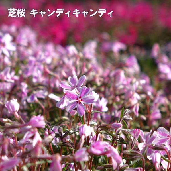芝桜 キャンディキャンディ 3号ポット苗 爆買いweek : 苗木部 花ひろば
