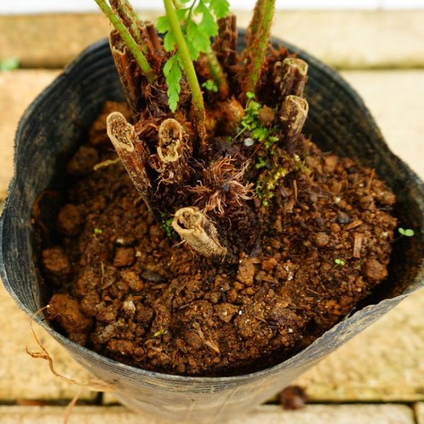 ベニシダ ポット苗 シダ植物 耐寒陰性強 寄せ植え 日陰 Buyee Servis Zakupok Tretim Licom Buyee Pokupajte Iz Yaponii