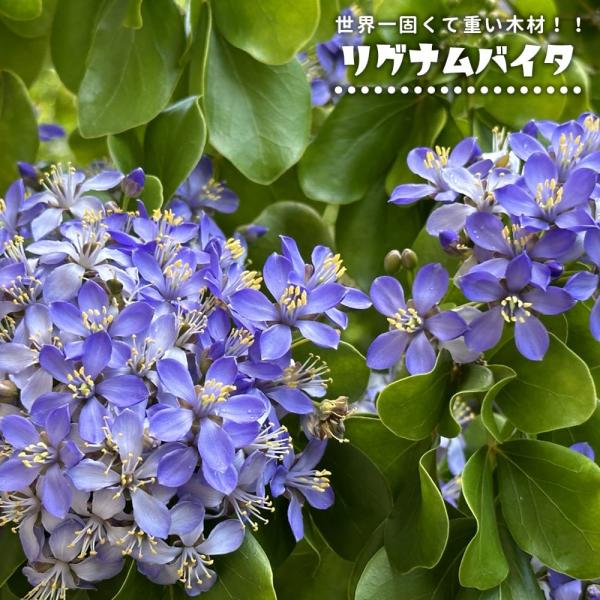 hanahirobaonline_lignum-vitae01