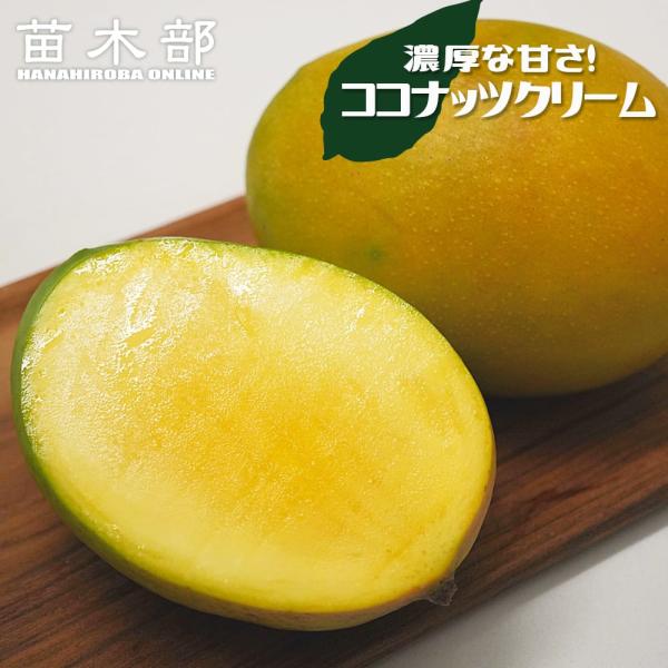 フロリダマンゴー ココナッツクリーム 実生 3.5号ポット苗