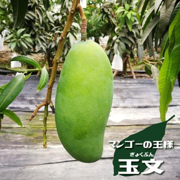 マンゴー 玉文 （きょくぶん） 接木大苗 沖縄県産 熱帯果樹 : 苗木部