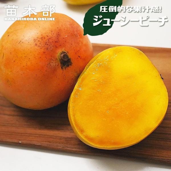フロリダマンゴー ジューシーピーチ 実生 3号ポット苗