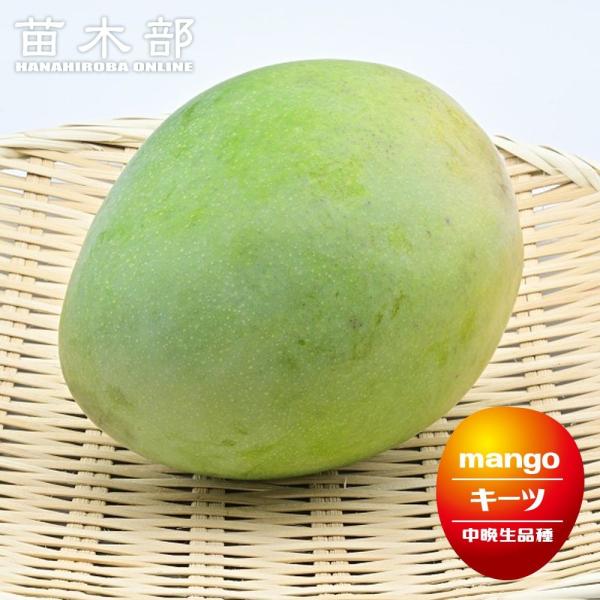 hanahirobaonline_mango-kiitsu01