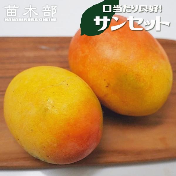 フロリダマンゴー サンセット 実生 3号ポット苗