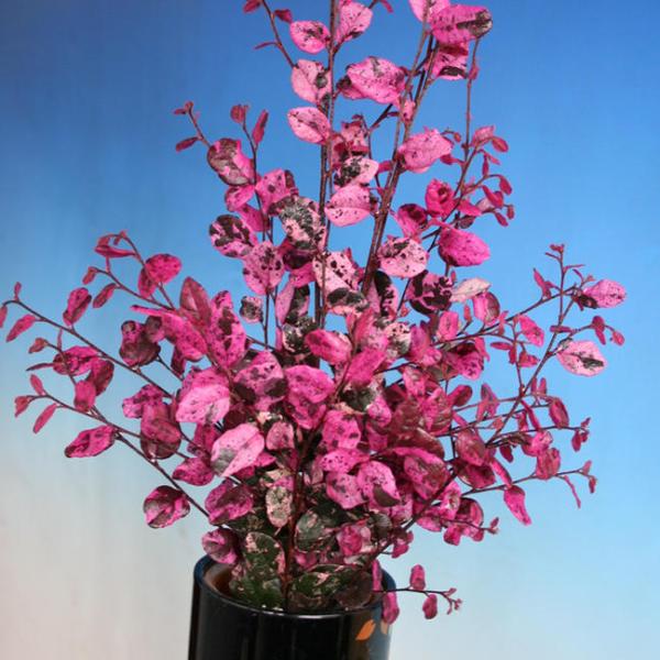 ●品種の特徴紅彩は紅葉に朱紅の散斑が入り、後に枝全体が朱紅色に染まります。美しい色合いに色づいて観賞価値が高い品種です。花は紅花となります。※斑の入り方は時期や個体により程度の差があります。初夏からの高温期は葉焼けしてしまうことがあります。...