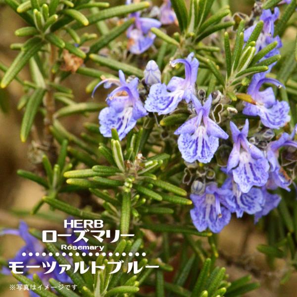 ●品種の特徴澄んだ青紫色の花がとても美しいローズマリーです。大株になると花数が増え見応えのある株に成長します。気候がよく、株の状態が良ければ周年花を咲かせてくれます。モーツァルトブルーは半這い性（半匍匐性）で、コンパクトに育つ品種です。高さ...