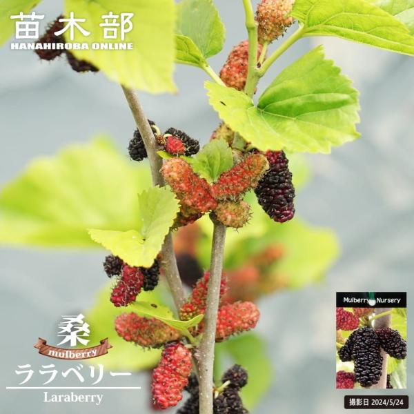 マルベリー　桑　木 5号ポット苗 接木 【大唐桑】 マルベリー（桑の木） Amazon.co.jp: 果樹