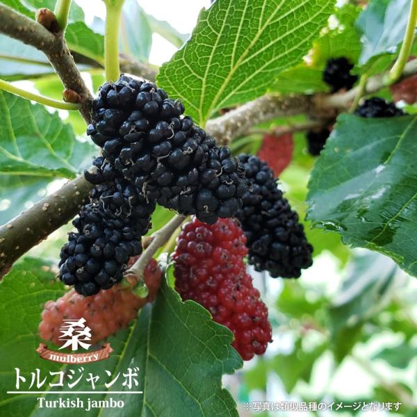 マルベリー　桑　木 hanahirobaonline_maruberi-