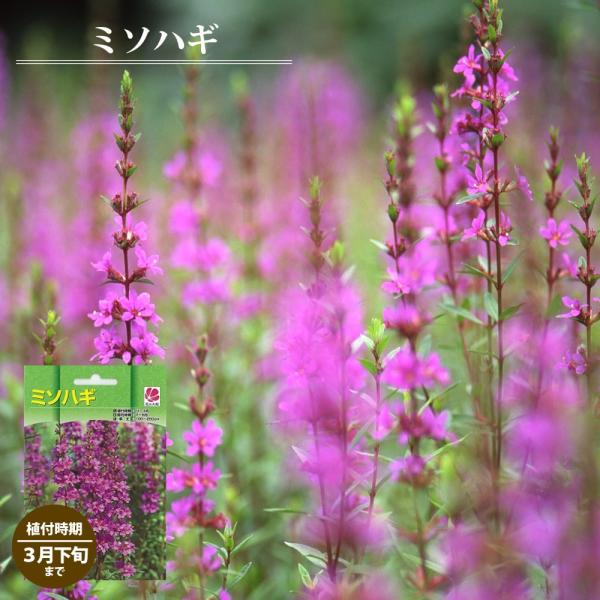 ミソハギ　パープル　冬越し10株　まとめ購入希望の方どうぞ♪ hanahirobaonline_misohagi-001