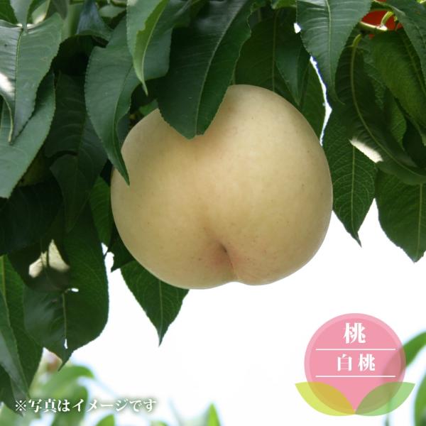hanahirobaonline_momo-hakutou-01i