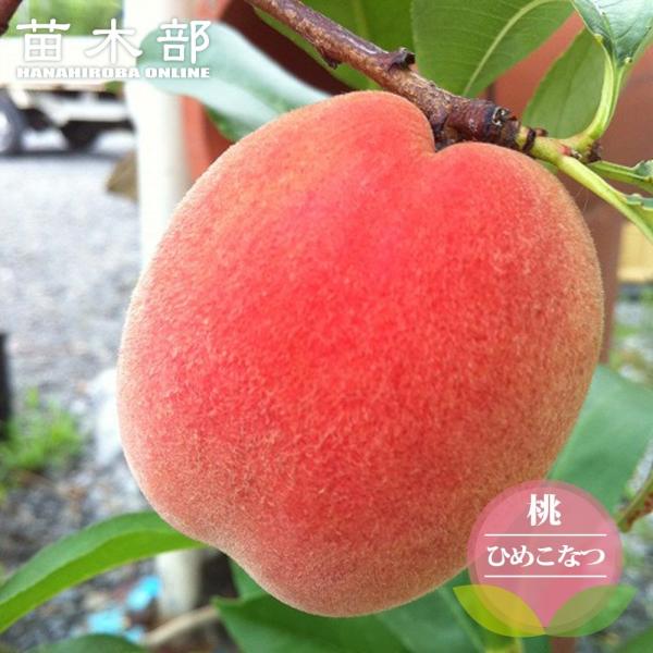 桃 3kg 専用　小さい希少桃 ひめこなつ 個数は変動 家庭用 hanahirobaonline_momo-