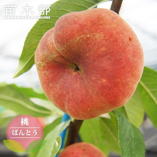 ●品種の特徴蟠桃 （ばんとう）は、平たい扁平形で真ん中が少しくぼんだユニークな形の桃です。原産地は中国で、「西遊記」では孫悟空が食べた不老不死になると言い伝えられている幻の桃！果肉はとろけるような食感。緻密で酸味が強いですが濃厚でジューシー...