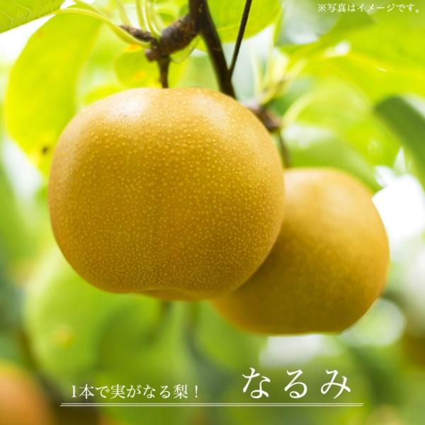 ●品種の特徴ほとんどの梨は自家不和合性で、実をつけるために異なる品種の花粉を必要とします。そこで農研機構により開発され誕生したのが、自らの花粉で結実する新品種「なるみ」です。中生の果実品質良好な「162-29」(新高×豊水)に、自家和合性を...