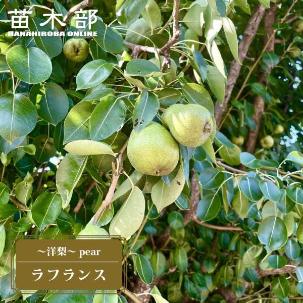 hanahirobaonline_nashi-