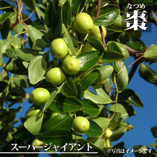 ●品種の特徴「スーパージャイアント」、別名「大雪ナツメ」はナツメの中でも最大級の大きさの実を付けます。平均的には30gぐらいの実ですが、大きいものになると50〜100gになることも。リンゴによく似た食感で糖度も18度から最大30度まで上がり...