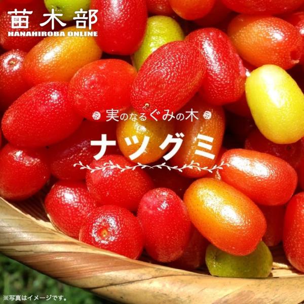 hanahirobaonline_natugumi01