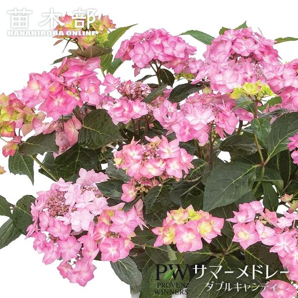 hanahirobaonline_niwa-ajisai198