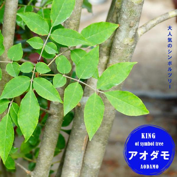 学名：raxinus lanuginosa f. serrata　モクセイ科　トネリコ属別名：コバノトネリコ開花時期：4〜5月花色・大きさ・花形：白最終樹高：地植え：m　鉢植え：m　（耐寒性落葉高木）栽培用途：庭植え、地植え、鉢植え、シンボ...